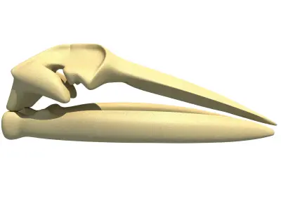 Fin Whale Skull 3D model