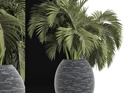 Plants Collection 188 Palm 3D model
