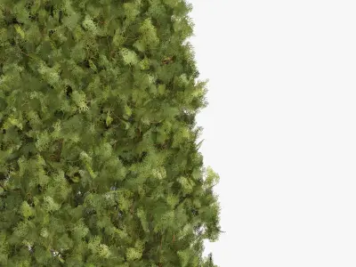 Garden thuja Free 3D model