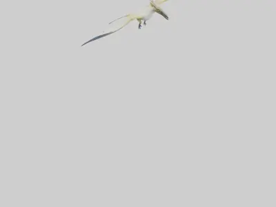 Rhamphorhynchus model Low-poly 3D model