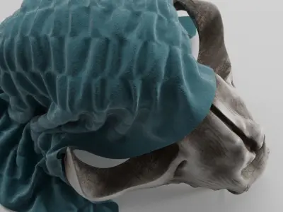 Skull bone model 3D model