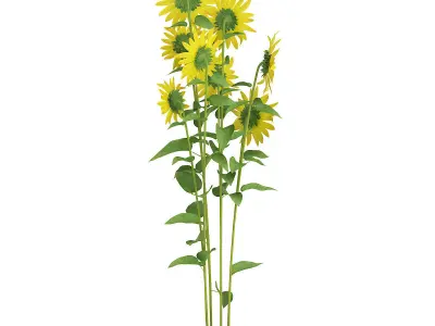 Sunflowers Helianthus 3D model