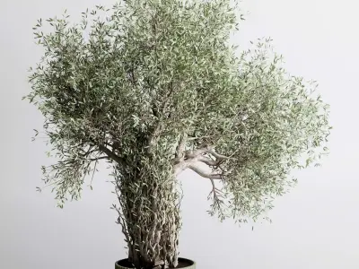 indoor plant 475 pot plant tree concrete dirt vase 3D model