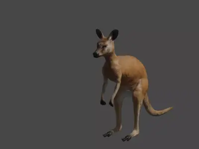 kangoroo blender animal - RIGGED 3D model