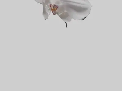 Orchid model 3D model