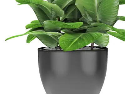 Plant in Pot Flowerpot Exotic Plant 3D model 3