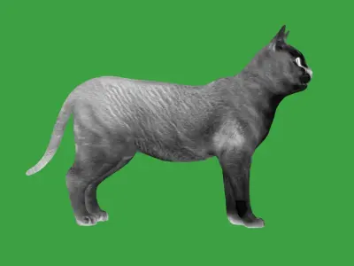 Singapura Cat Low-poly 3D model