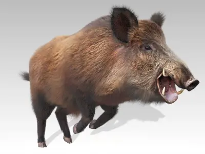 Wild boar Animated Low-poly 3D model