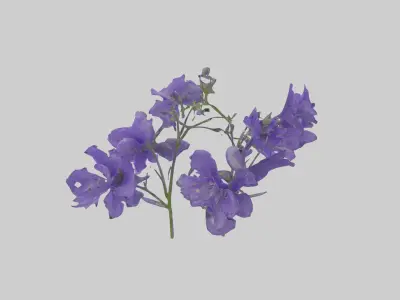 Campanula Flowers Low-poly 3D model
