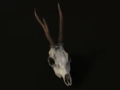 Deer skull young Low-poly 3D model