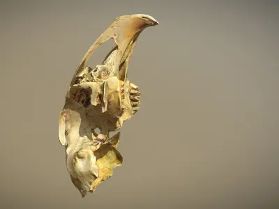 Small scanned photorealistic low poly skull Low-poly 3D model