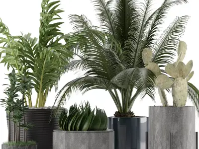 Plants Collection 20 3D model