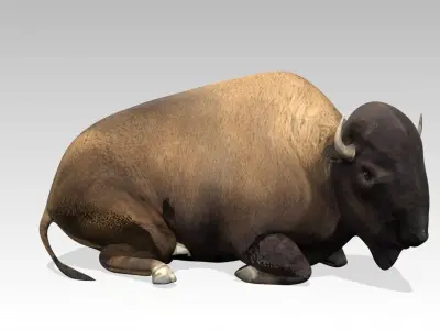 American Buffalo Animated Low-poly 3D model