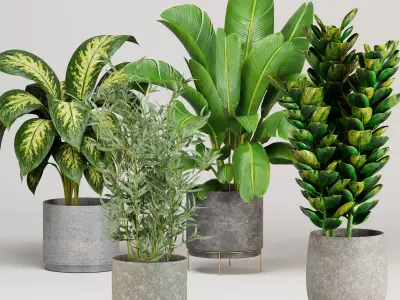 Indoor plants set 04 - collection 02 3D model