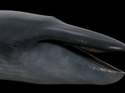 Blue whale Low-poly 3D model