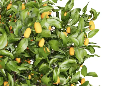 Lemon Tree Collection 3D model