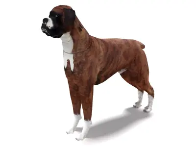 Boxer Dog 4K 3D model
