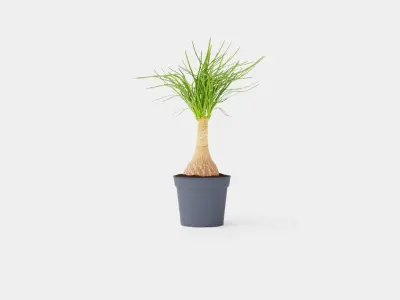 Beaucarnea Recurvata stem Low-poly 3D model