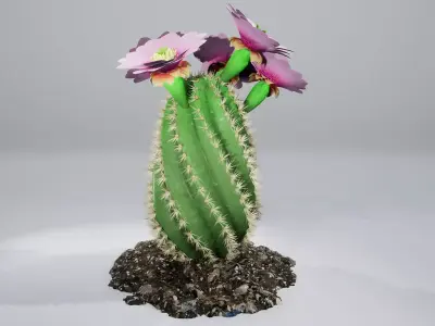 Spiral Cactus 3D model