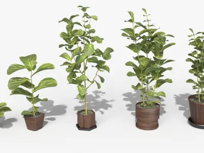 Collection of Ficus Lyrata - Plants Vol 07 Low-poly 3D model