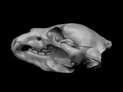 Bear Skull 3D model