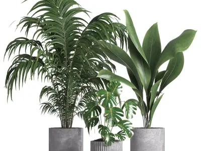 indoor plant 034 3D model
