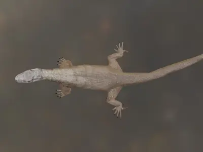 Komodo Idle Animation Low-poly 3D model