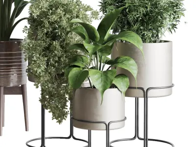 indoor plant set ficus rubbery of earthenware and patternd 3D model