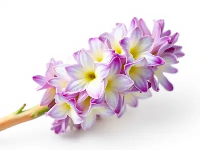 Bicolor Hyacinth Flower Gradient Petal model pack Low-poly 3D model