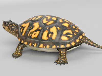 Box Turtle Animated Low-poly 3D model
