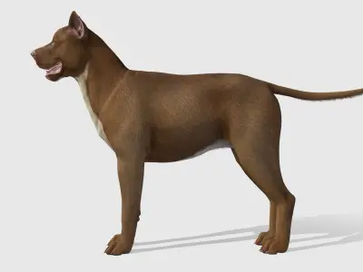 Dog - Pitbull Low-poly 3D model