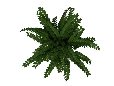 Potted Cordyline Glauca Plant High-Quality 3D Model Free Free low-poly 3D model