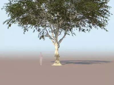 Ficus nitida tree mature  3D model