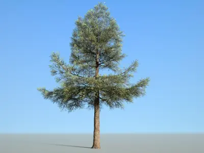 Conifer Tree 003 3D model