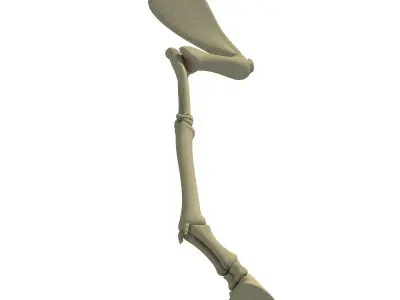 Mammal Arm Humerus  3D model