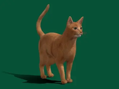 Abyssinian Ginger Cat 3D model