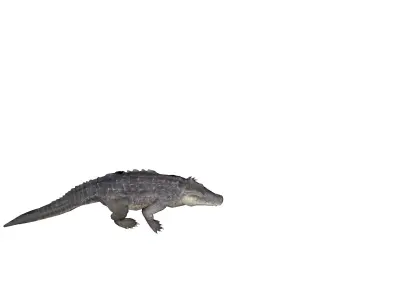 alligator animation Low-poly 3D model