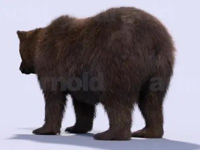 Bear-Maya bear 3D model