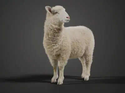 Young Sheep with 1 Animation VFX Grace 3D model