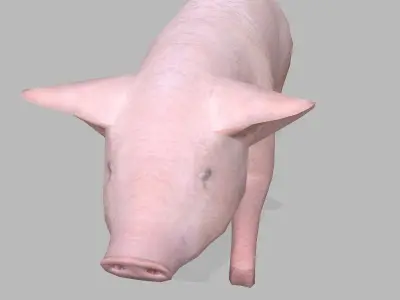 farm pig Low-poly 3D model