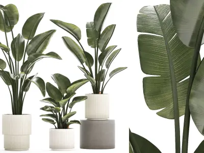 Beautiful Strelitzia in a flower pot for decoration 1285 3D model