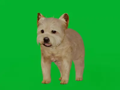 Yorkshire Terrier Puppy Dog Low-poly 3D model