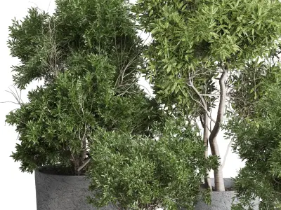 Outdoor Plants Trees and shrubs in Pot Set 144 Low-poly 3D model