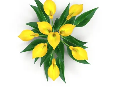 Calla Lily yellow 3D model