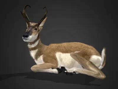 Pronghorn Antelope Animated 3D model