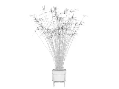 Cyperus papyrus 3D model