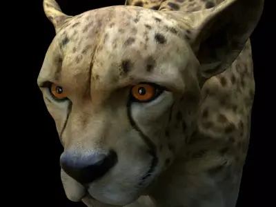 Cheetah Head 3D model