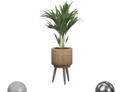 Decorative Palm in a Basket 3D model