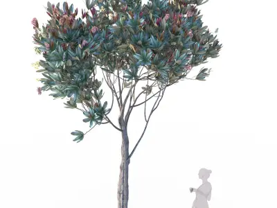 Bronze loquat eriobotrya deflexa skinny 3D model