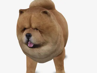 dog chow chow Low-poly 3D model